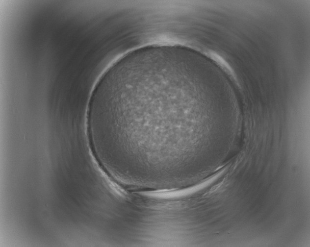 X0000070361183200606121201