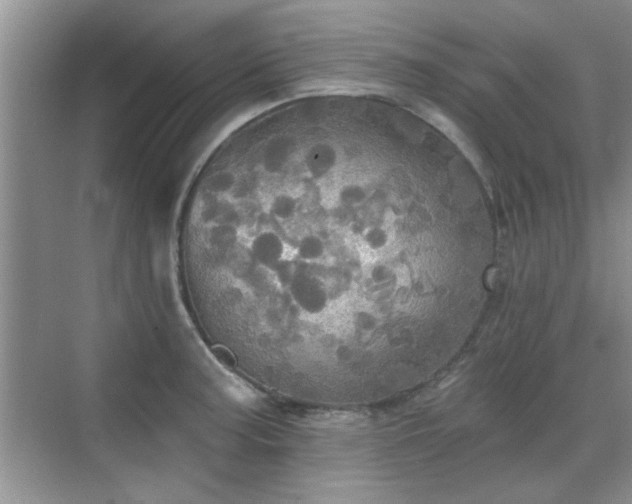 X0000070361187200606121201