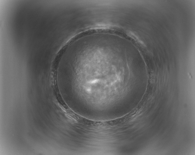 X0000070361208200606121200