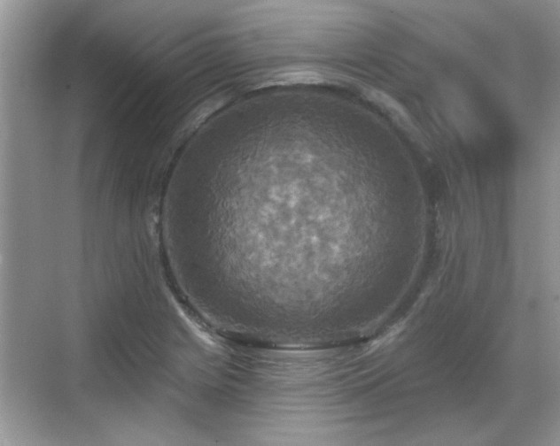 X0000070361225200606121200