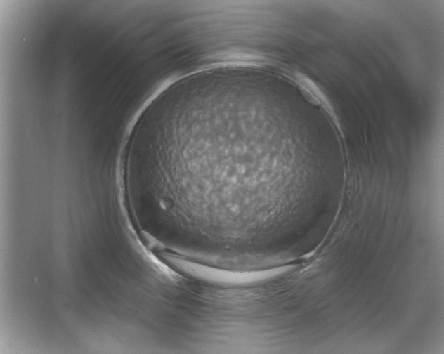 X0000070361243200606121201