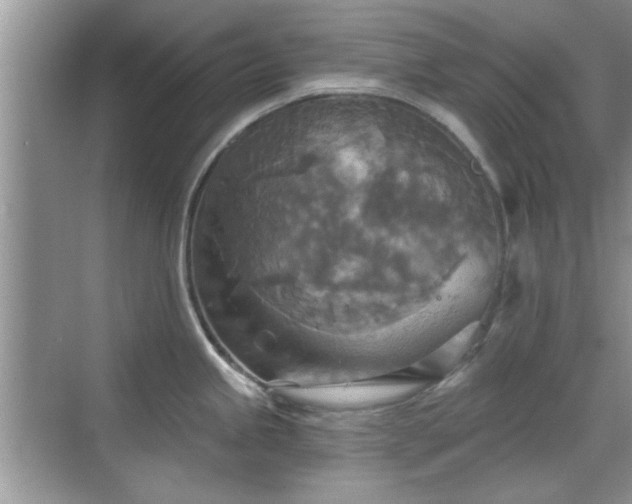 X0000070361245200606121201