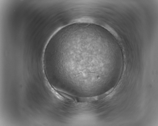 X0000070361248200606121201