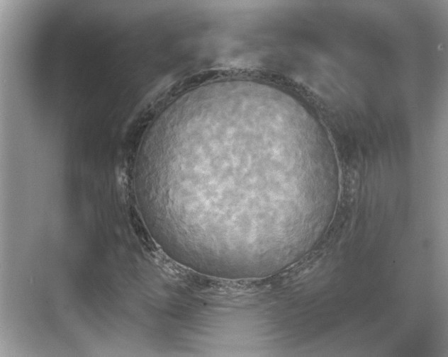 X0000070361254200606121200