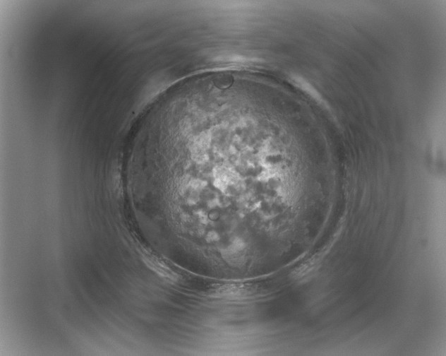 X0000070361259200606121200