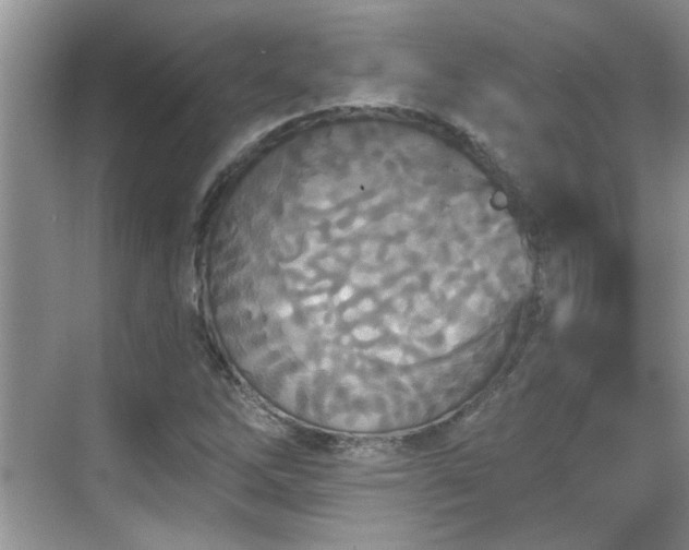 X0000070361262200606121200