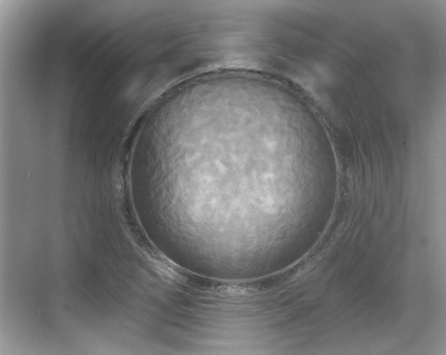 X0000070361266200606121200