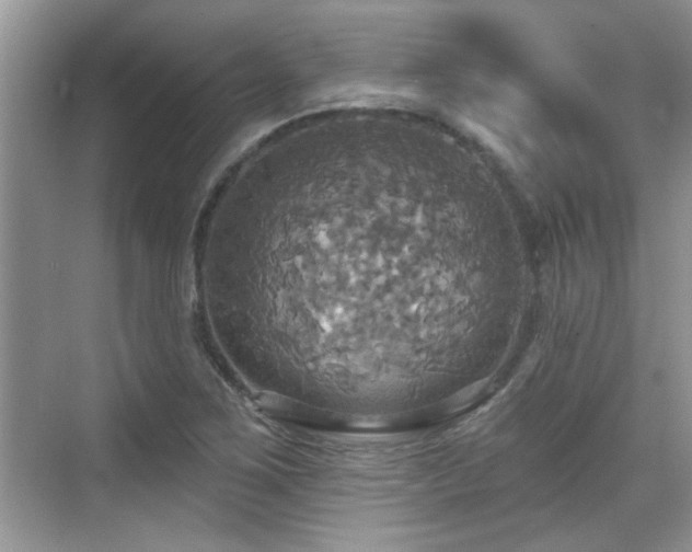 X0000070361267200606121200