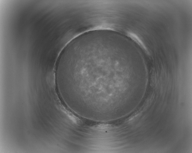 X0000070361268200606121200