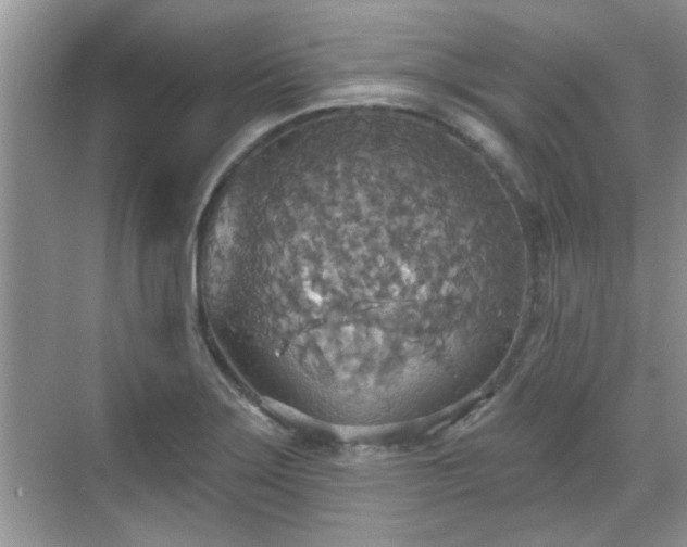 X0000070361275200606121200