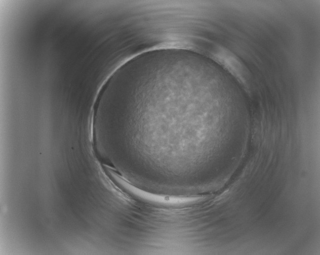 X0000070361276200606121200