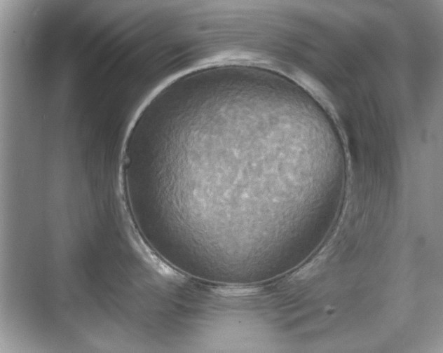 X0000070361296200606121159