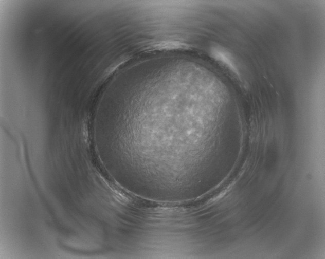 X0000070361305200606121159