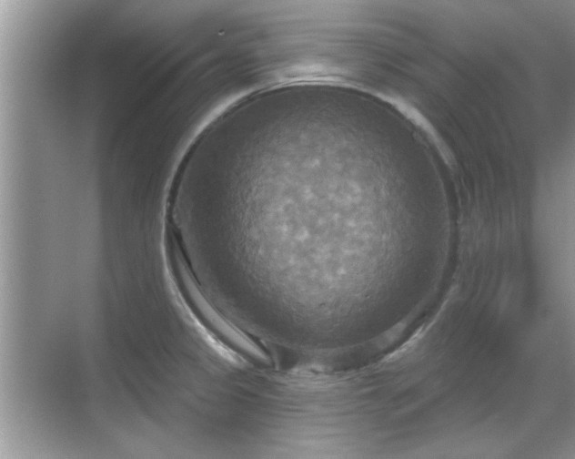 X0000070361333200606121159