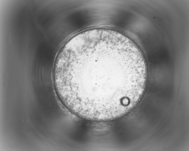 X0000070361338200606121159