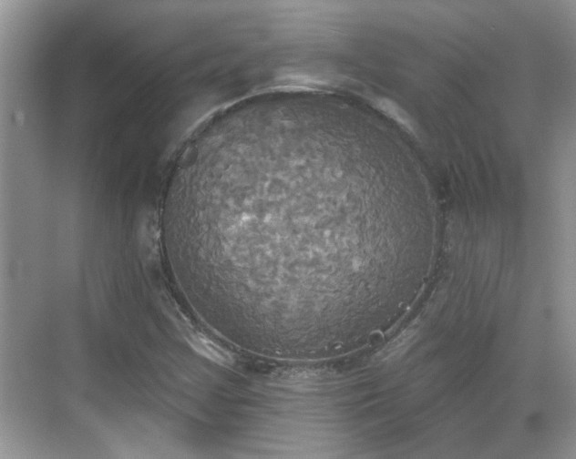 X0000070361355200606121158