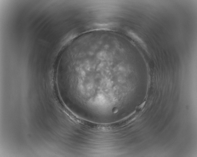 X0000070361411200606121157