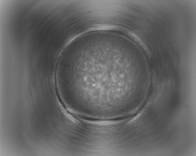 X0000070361417200606121157