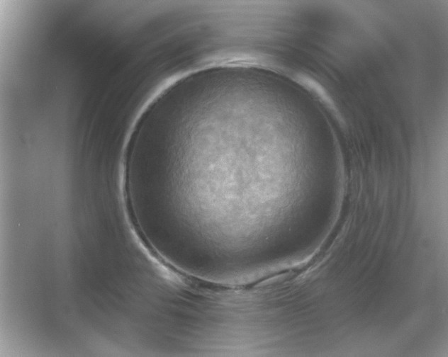 X0000070361424200606121157