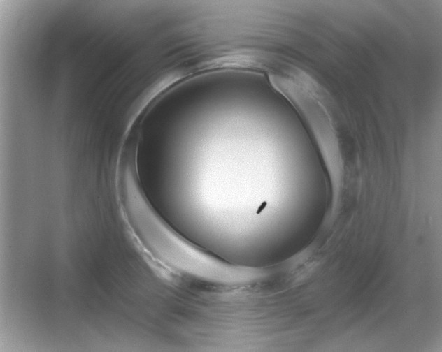 X0000070361426200606121157