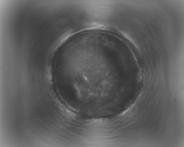 X0000070361455200606121157