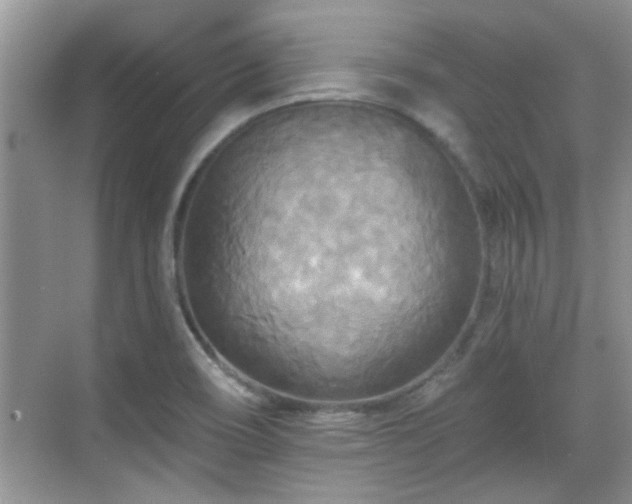 X0000070361466200606121156