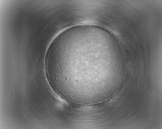 X0000070361470200606121156