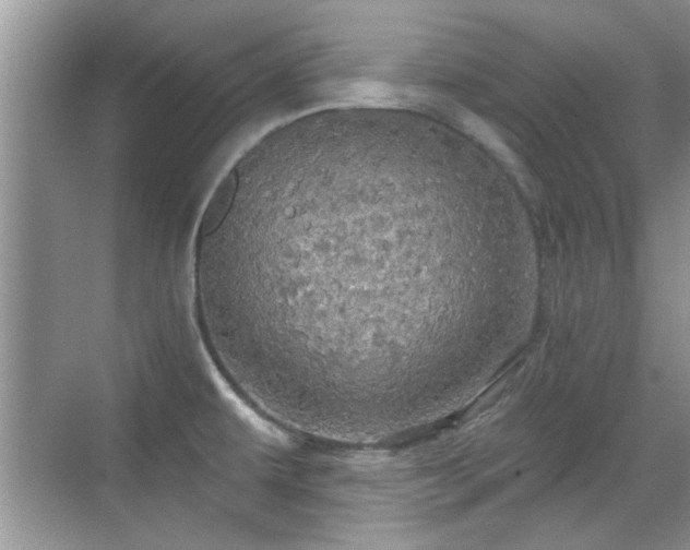 X0000070361479200606121156