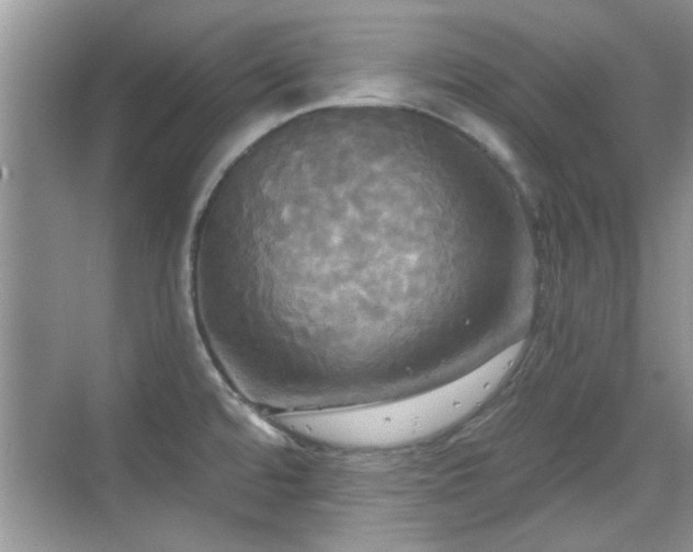 X0000070361480200606121156