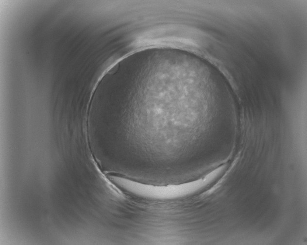 X0000070361529200606121156