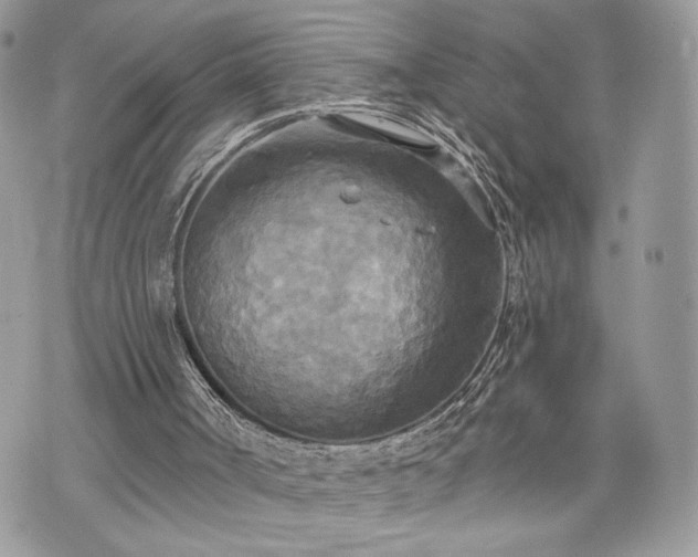 X0000070360002200606161303