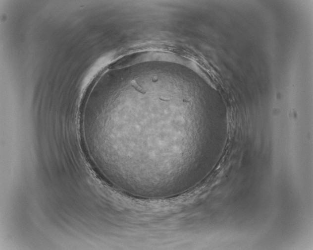 X0000070360006200606161303