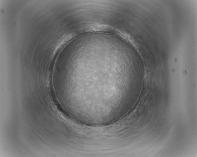 X0000070360010200606161303