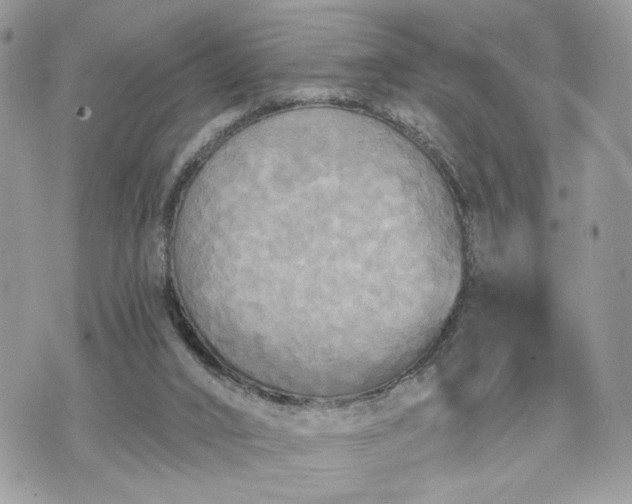 X0000070360016200606161303