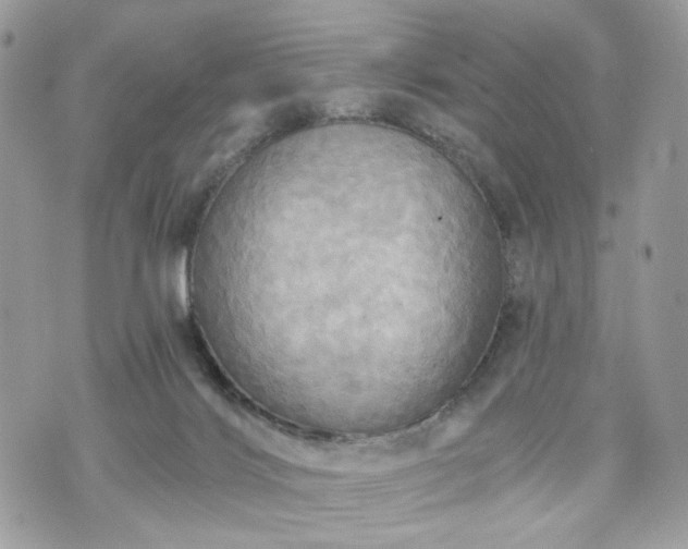 X0000070360028200606161303