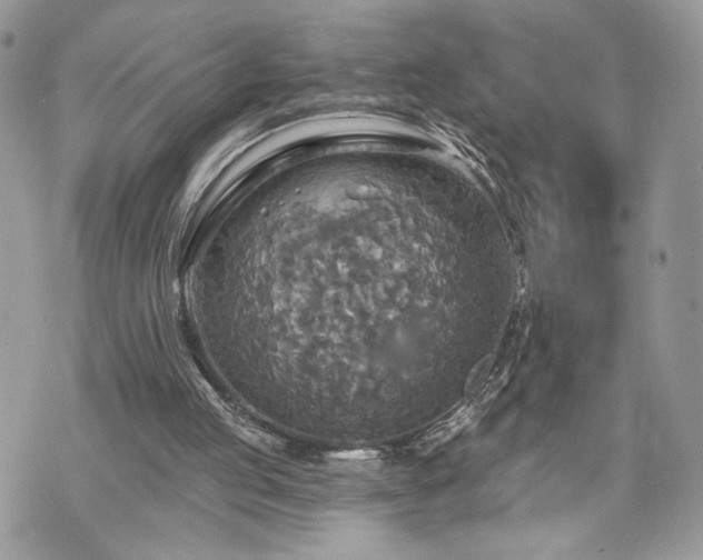 X0000070360053200606161302