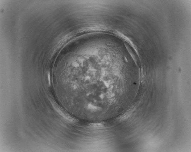 X0000070360061200606161302