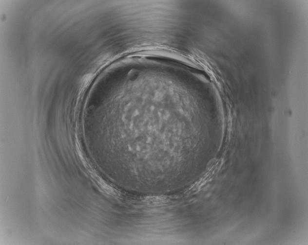 X0000070360145200606161300