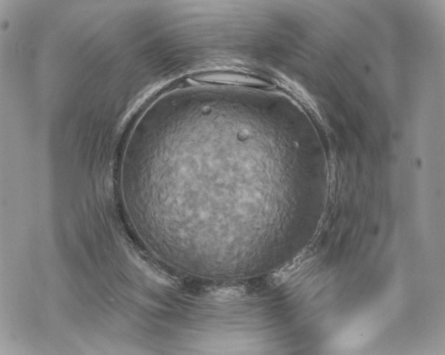 X0000070360155200606161300