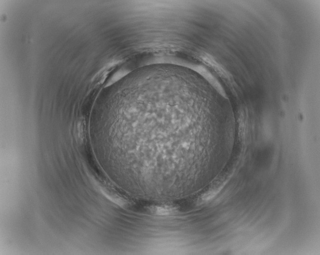 X0000070360165200606161301