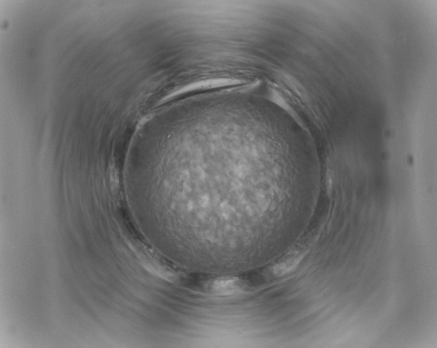 X0000070360173200606161301