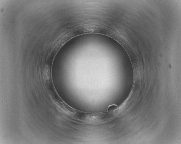 X0000070360174200606161301