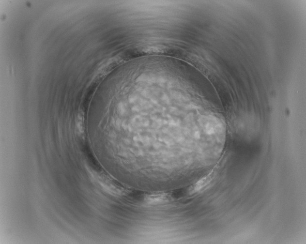 X0000070360175200606161301