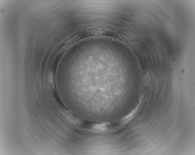 X0000070360178200606161301