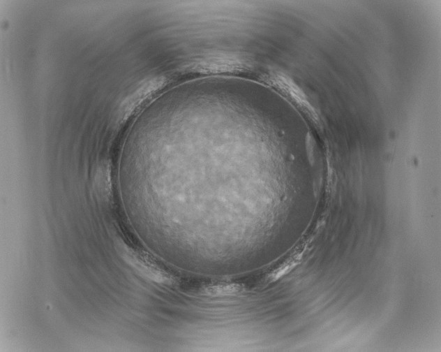 X0000070360202200606161300