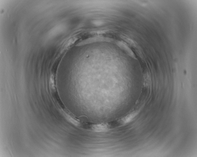 X0000070360238200606161259