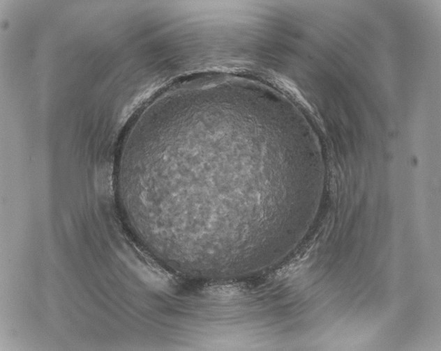 X0000070360299200606161258