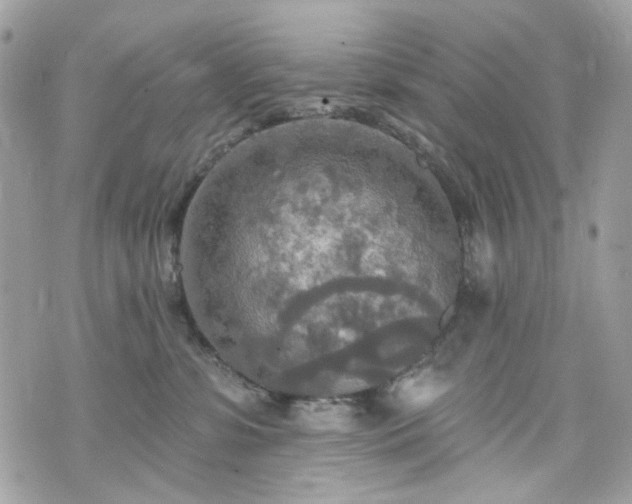 X0000070360331200606161258