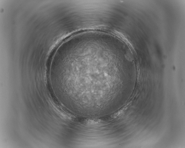 X0000070360346200606161257