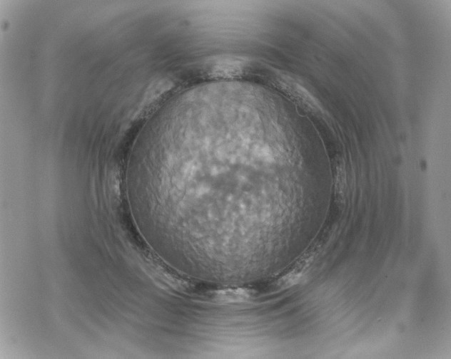 X0000070360363200606161258